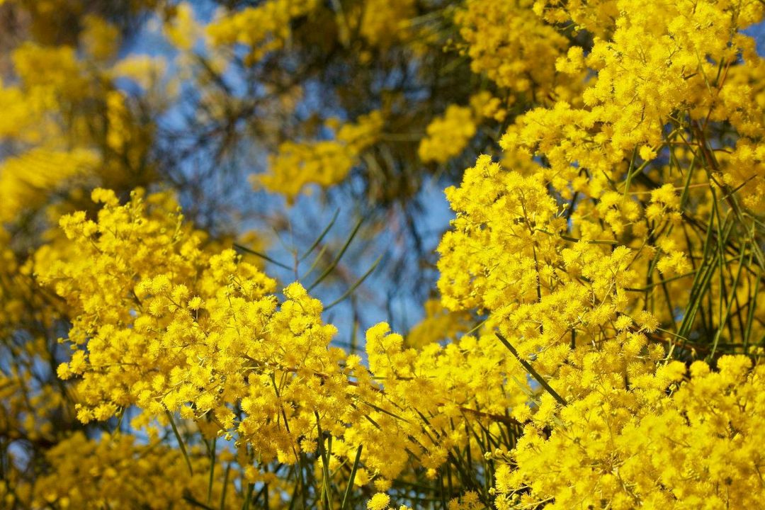 Sắc vàng ấm áp của Mimosa Đà Lạt, mang vẻ đẹp dịu dàng giữa phố núi