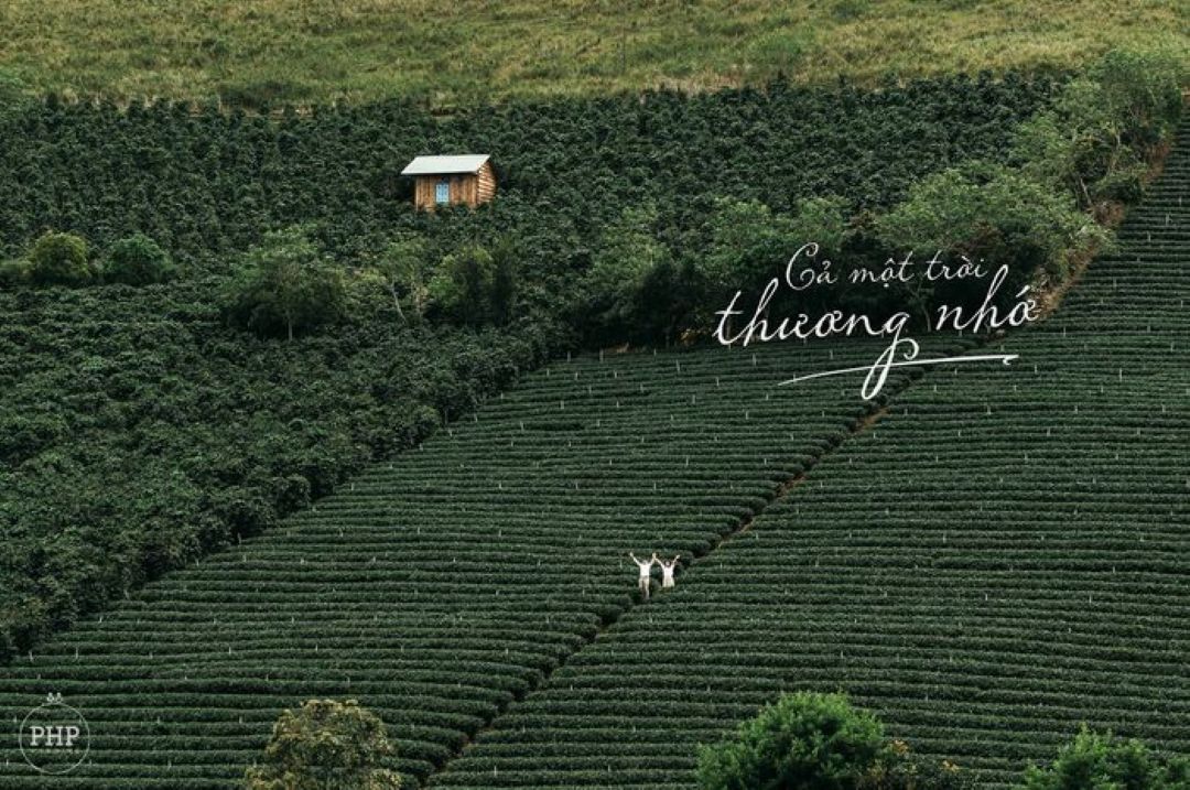 Tháng 11, Đà Lạt đón bạn bằng cái lạnh dịu nhẹ và không khí chuyển mùa đầy thi vị