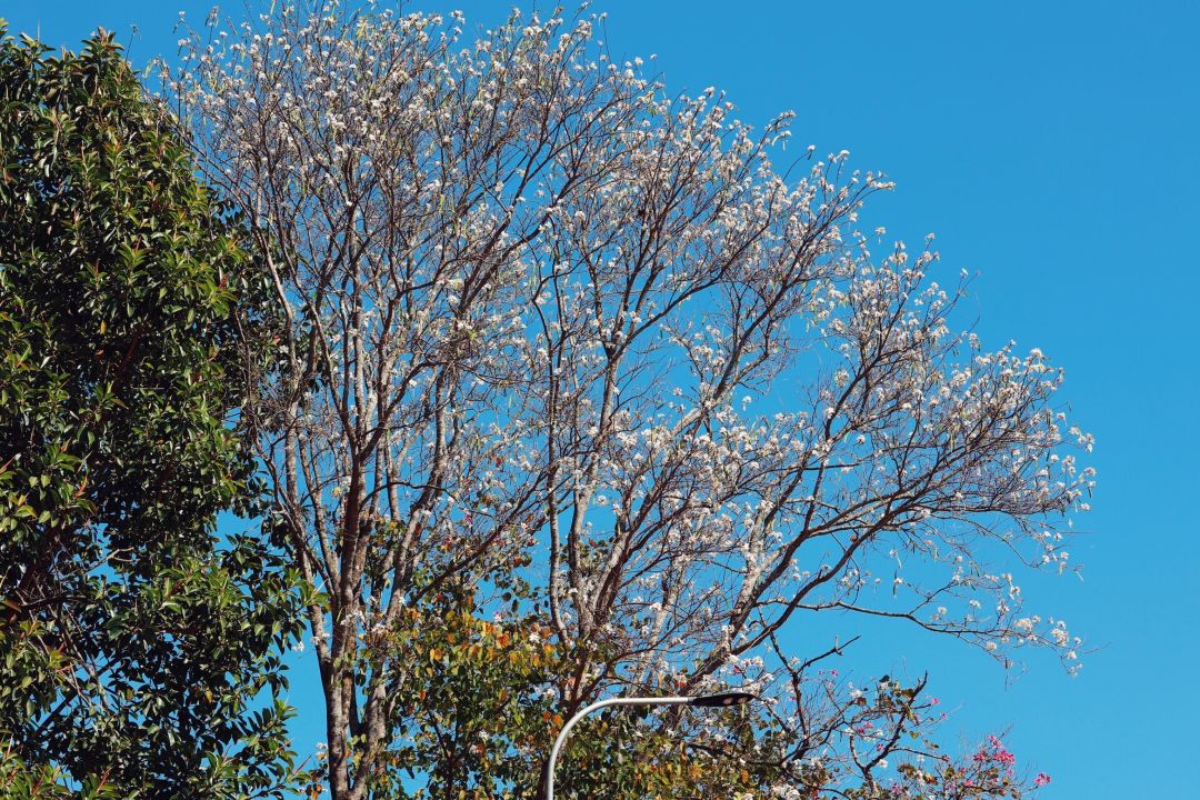 Tháng 3 Đà Lạt, hoa ban trắng khoe sắc, tạo nên khung cảnh đầy thơ mộng.