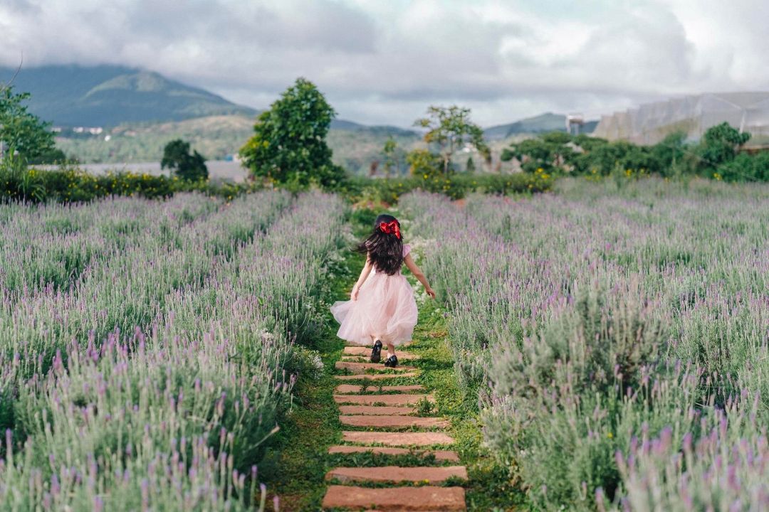 Đẹp nao lòng cánh đồng hoa Lavender ở Đà Lạt