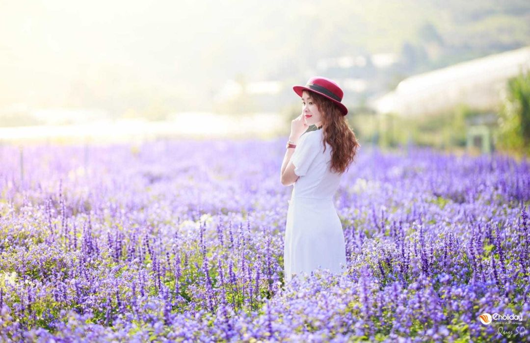 Hoa lavender – vẻ đẹp nhẹ nhàng, mộng mơ giữa phố núi Đà Lạt