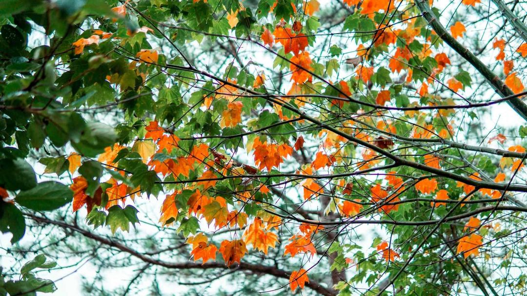 Rừng phong Đà Lạt – Một góc lãng mạn giữa lòng thành phố sương mù