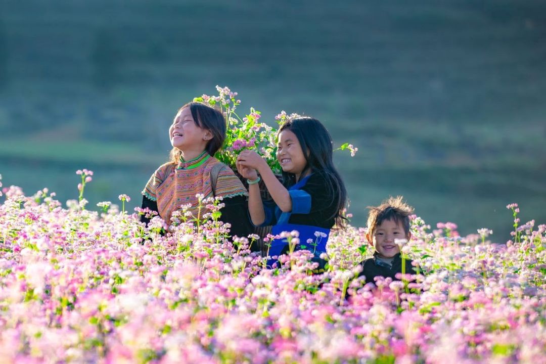 Hoa tam giác mạch nở rộ, tô điểm cho vẻ đẹp huyền bí của Đà Lạt