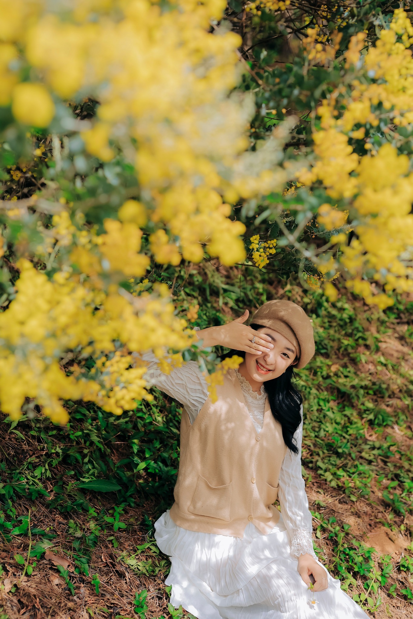Mùa hoa Mimosa - Mùa Hoa Đà Lạt