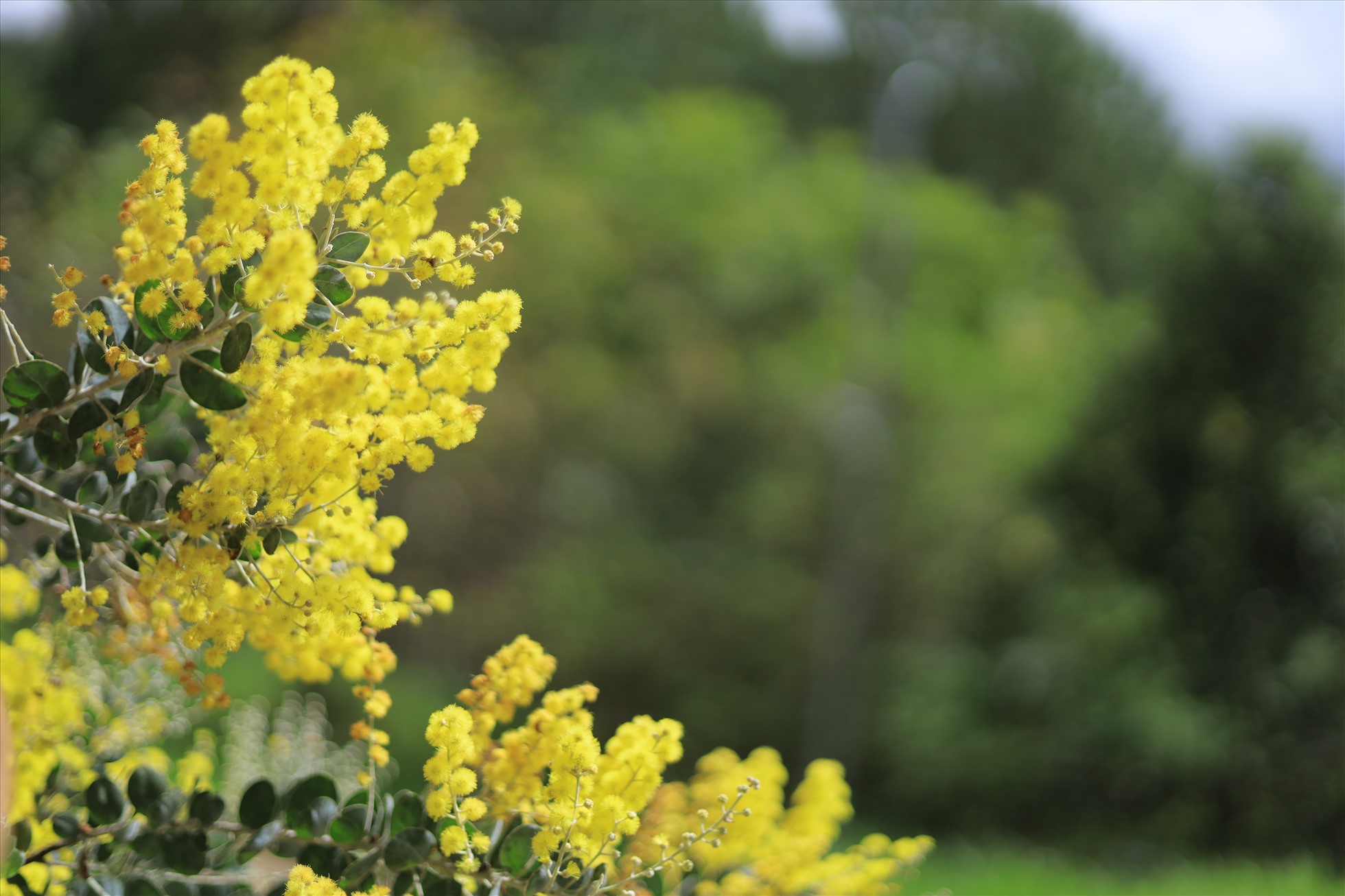 Mùa hoa Mimosa - Mùa Hoa Đà Lạt