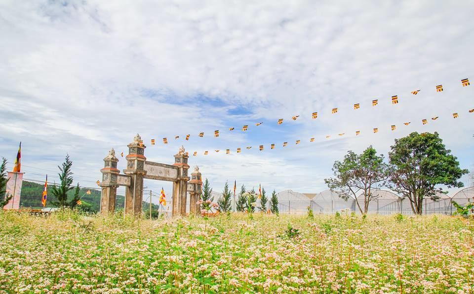 Mùa hoa Tam Giác Mạch - Mùa hoa Đà Lạt