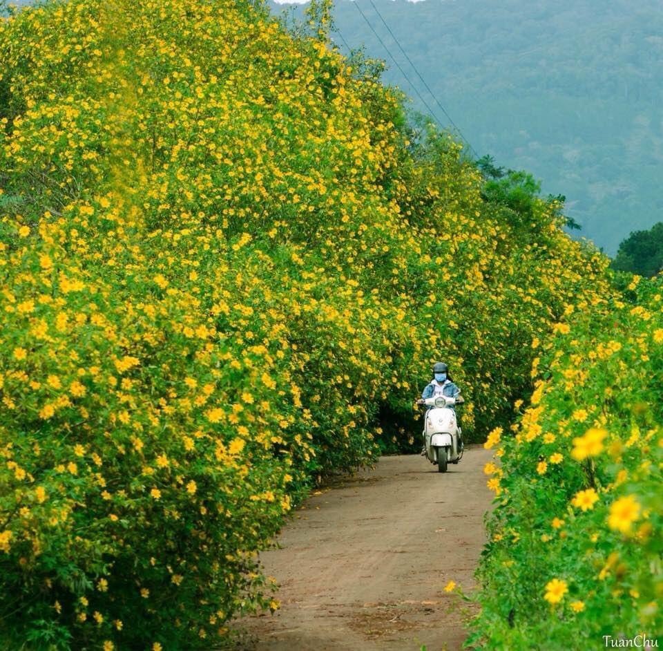 Mùa hoa Đà Lạt - Mùa hoa Dã Quỳ