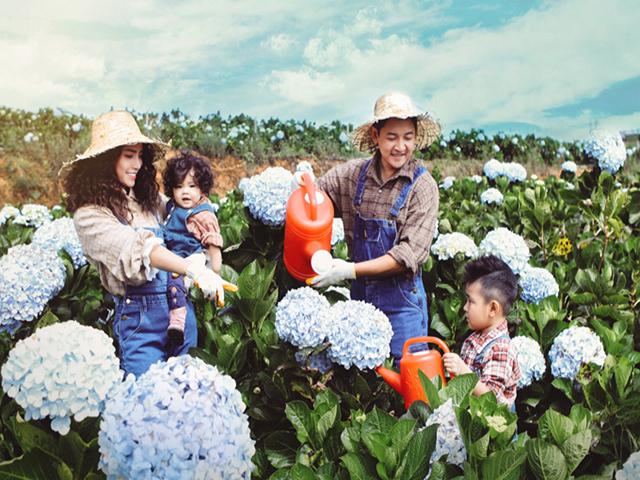 Mùa hoa Đà Lạt - Mùa hoa Cẩm Tú Cầu