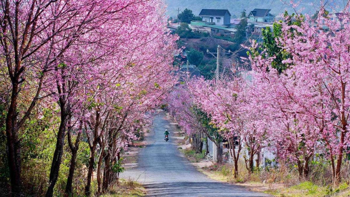 Mùa hoa Đà Lạt - Mùa hoa Mai Anh Đào