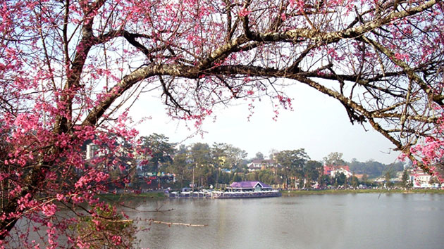 Mùa hoa Mai Anh Đào - Mùa hoa cuối năm ở Đà Lạt