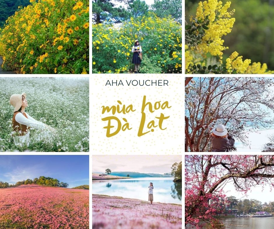 Mùa hoa cuối năm ở Đà Lạt