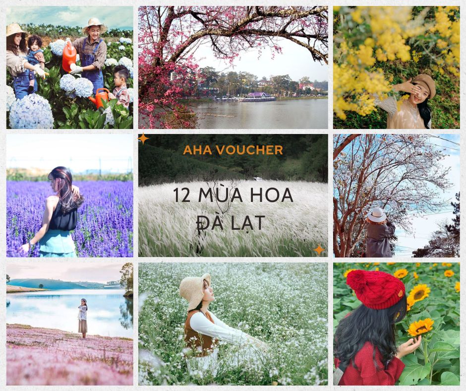 Mùa hoa Đà Lạt