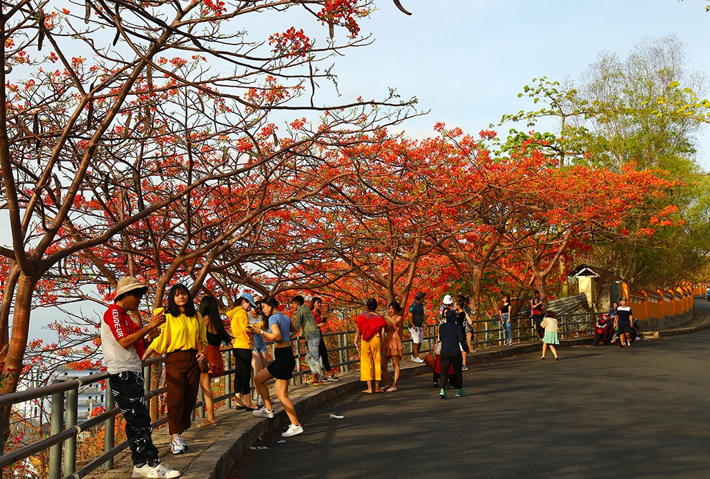 Ảnh đẹp chụp cùng phượng đỏ Vũng Tàu