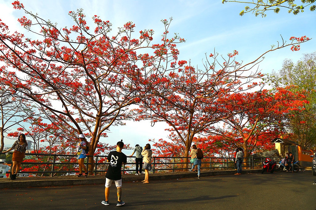 Ảnh đẹp chụp cùng phượng đỏ Vũng Tàu