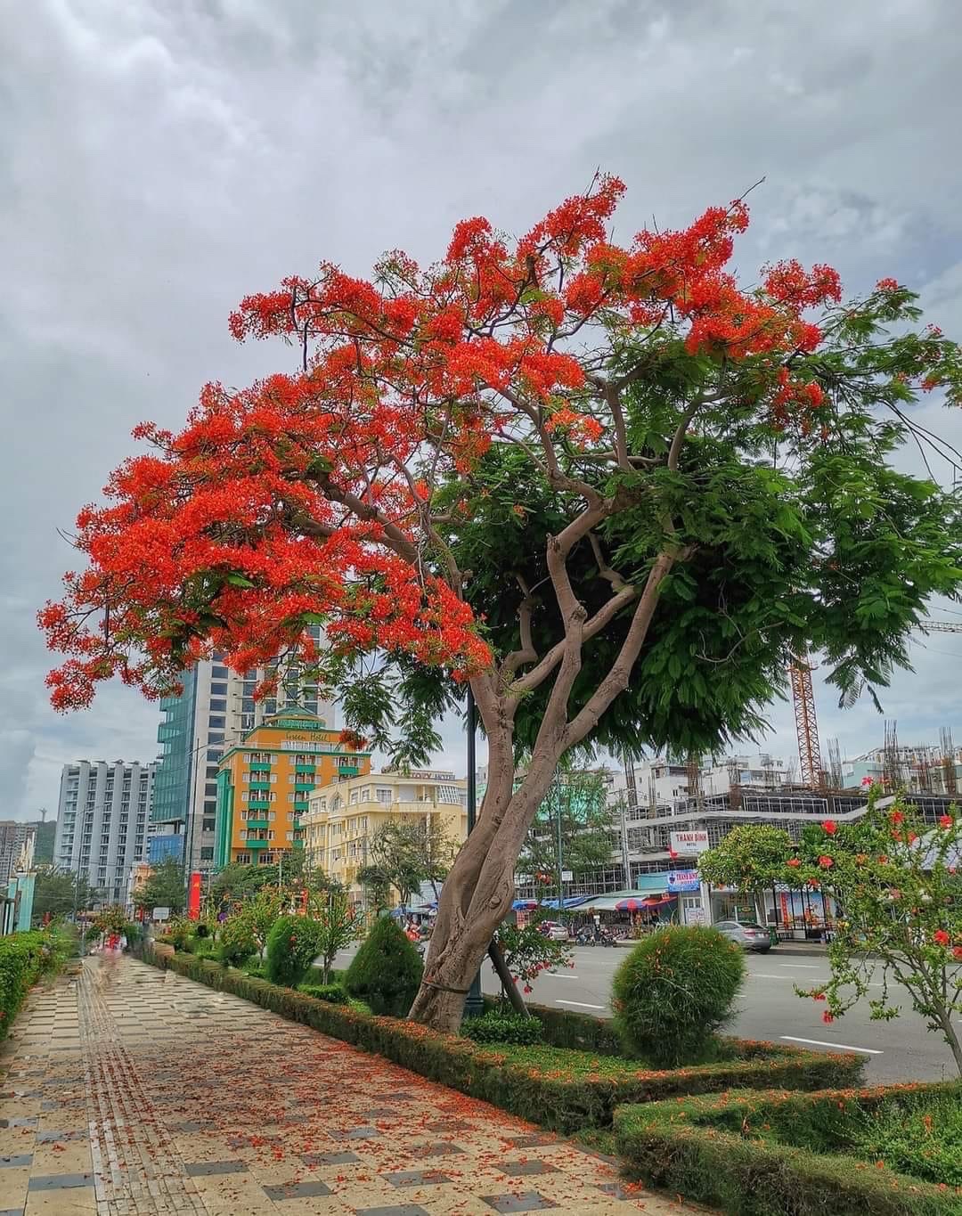 Địa chỉ của cây phượng hai màu ở Vũng Tàu
