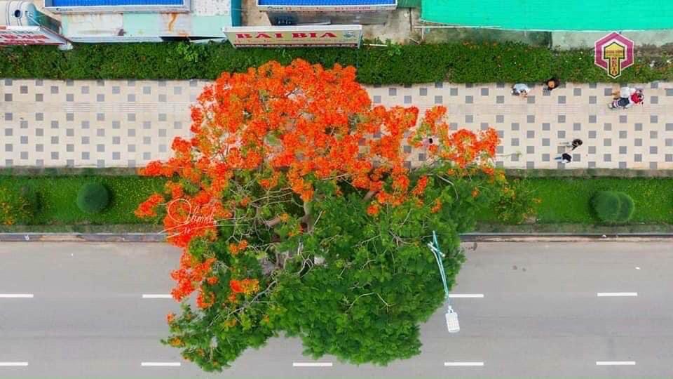Cây phượng hai màu độc đáo ở Vũng Tàu
