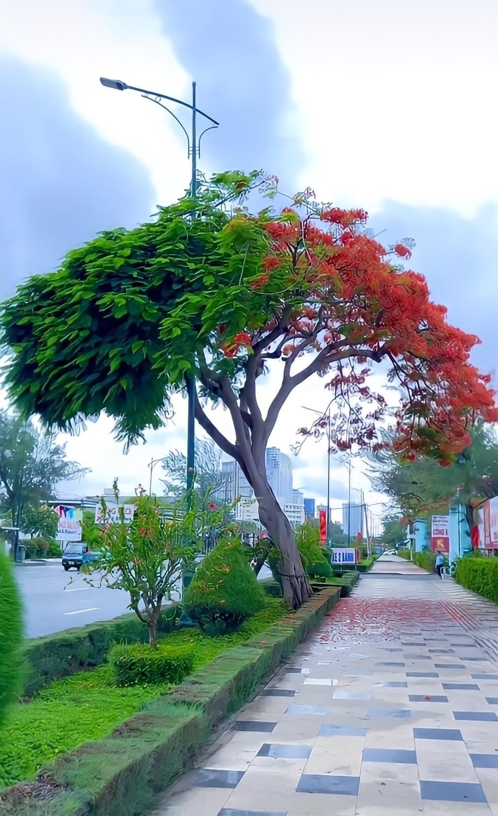 Cây phượng hai màu độc đáo ở Vũng Tàu