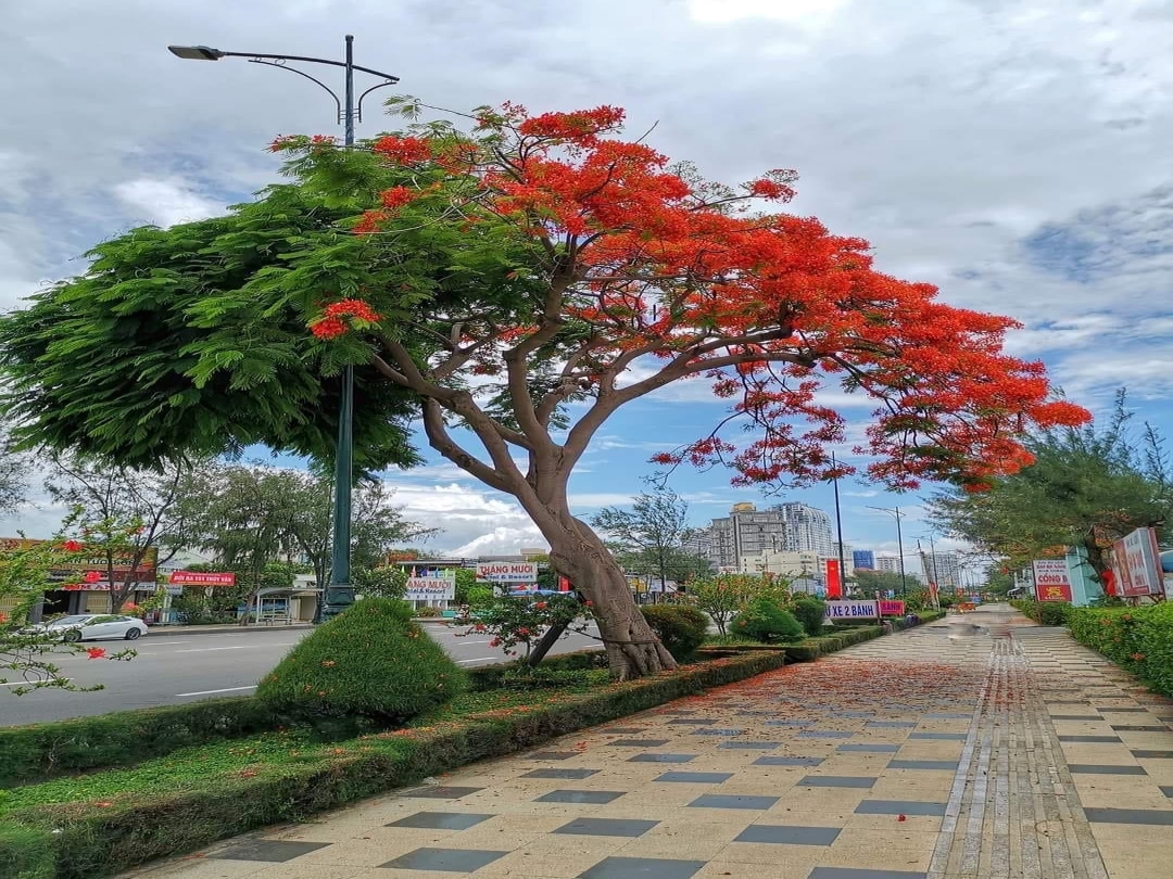 TRUY LÙNG địa chỉ check-in của cây phượng hai màu ở Vũng Tàu