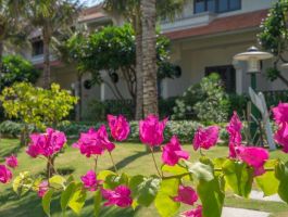 Blooming Lotus Resort 