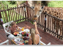 Công viên Safari Cafe3