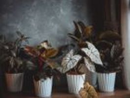 khach-san-colline-da-lat-5 (1)