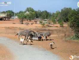 nova-world-phan-thiet-cong-vien-ban-hoang-da-safari-cafe-1725507594