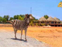 Vé Vui Chơi NovaWorld Phan Thiết - Bình Thuận