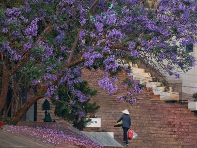 Kinh nghiệm du lịch Đà Lạt tháng 3 - Phượng tím trổ hoa