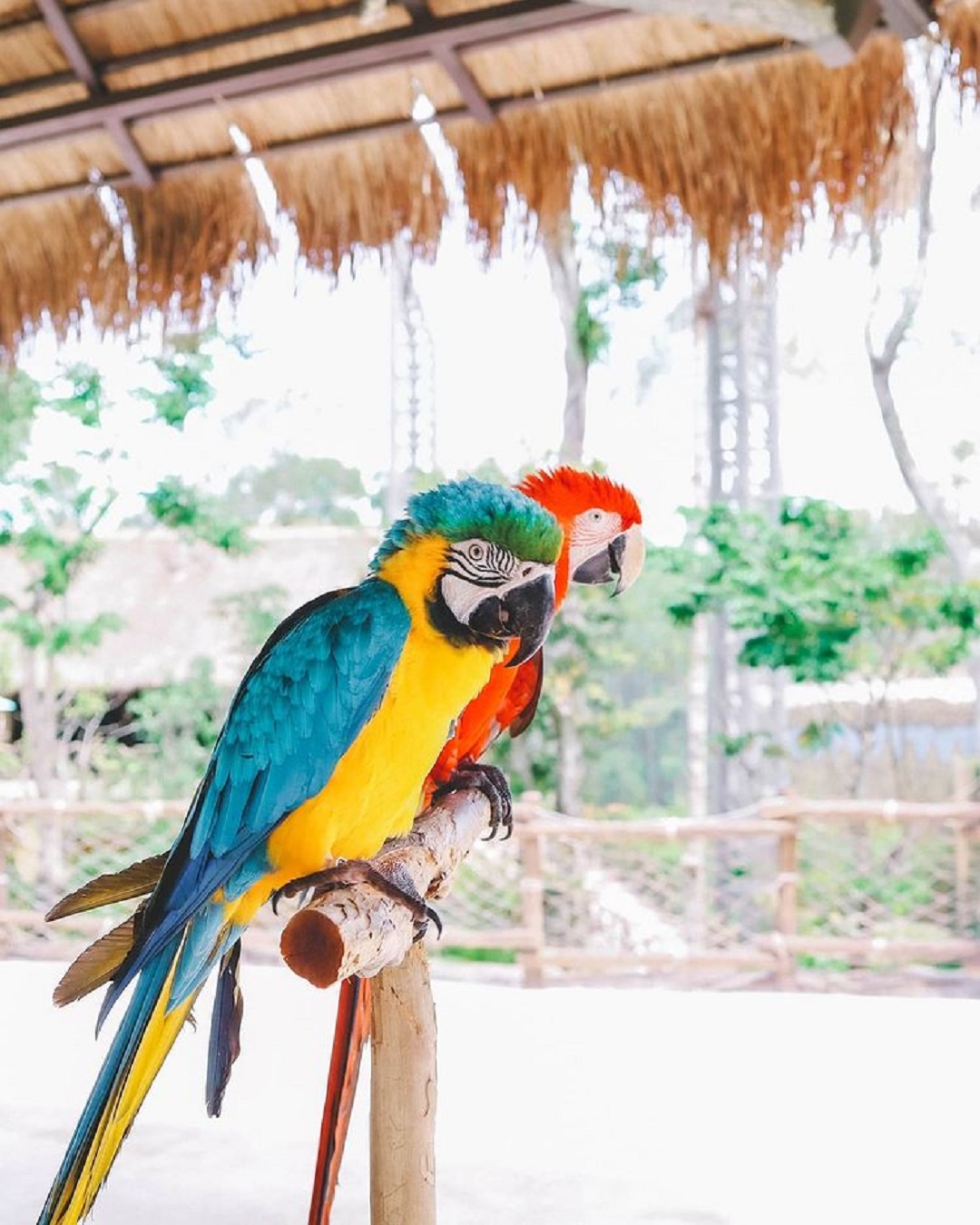 Kinh nghiệm đi Vinpearl Safari Phú Quốc [Lời khuyên Hữu ích nhất]