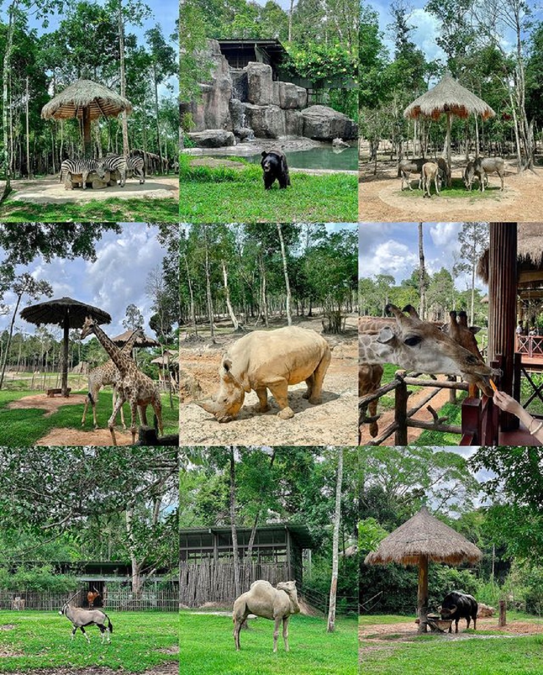 Kinh nghiệm đi Vinpearl Safari Phú Quốc [Lời khuyên Hữu ích nhất]